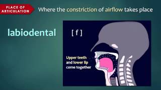 Introduction to Articulatory Phonetics Consonants [upl. by Hanima395]