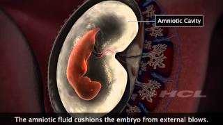 HCL Learning  Embryonic Development in Humans [upl. by Torrin]