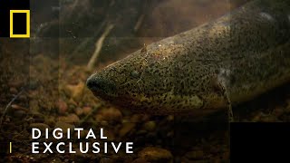 The African Lungfish  National Geographic UK [upl. by Aiotal]