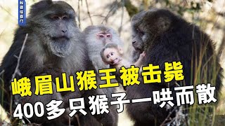 峨眉山猴王被击毙，400多只猴子一哄而散，为何峨眉猴频频伤人【科普任意门】 [upl. by Hanzelin36]