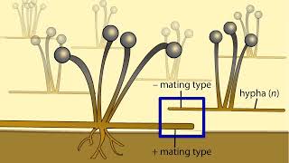 Life Cycle of a Zygospore Fungus [upl. by Murray]