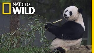 Giant Pandas 101  Nat Geo Wild [upl. by Ycam581]