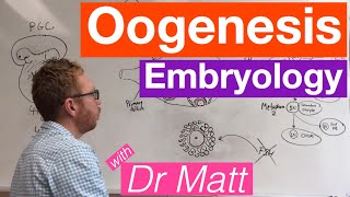 Oogenesis  Embryology [upl. by Torrence]