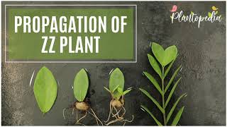 The Complete Guide To Propagation Of ZZ Plants At Home [upl. by Winshell]