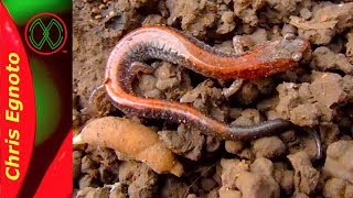 Red Backed Salamander  A good herping find Nature Now [upl. by Ahseela91]