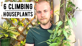 6 Excellent Climbing Houseplants [upl. by Haidabej]