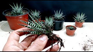 How to grow Zebra Plant Haworthia from cutting [upl. by Ynots]