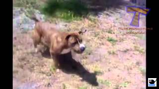 Dogs Doing Funny Tricks [upl. by David]