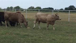 CharolaisAngus Cross Rep Heifers [upl. by Rekcut256]