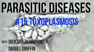 Parasitic Diseases Lectures 15 Toxoplasmosis [upl. by Yemiaj]