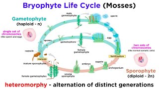 Bryophytes and the Life Cycle of Plants [upl. by Iline]