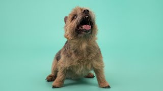 Norwich Terrier [upl. by Sorcim184]