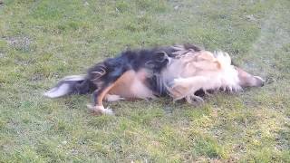 Puppy Pose All Angles My splits stretching flexibility training in the sun [upl. by Lapham139]