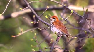 Wood Thrush [upl. by Lynett739]