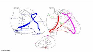 Blood supply of the heart [upl. by Anastasia]