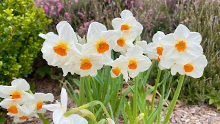 Daffodils 7 Weatherproof Varieties in my Garden [upl. by Llabmik]