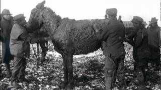 War Horses of WW1  Trailer [upl. by Barnie]