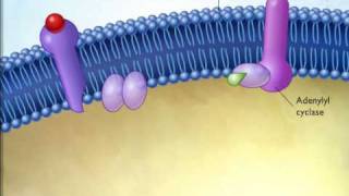 action of epinephrine [upl. by Feinstein]