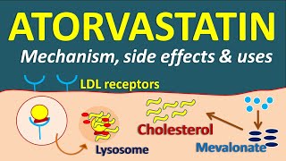 Statins  Quick Pharmacy Guide Atorvastatin Simvastatin Pravastatin Rosuvastatin [upl. by Aiekram184]