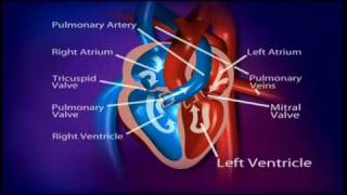 British Heart Foundation  How does a healthy heart work [upl. by Danielson871]