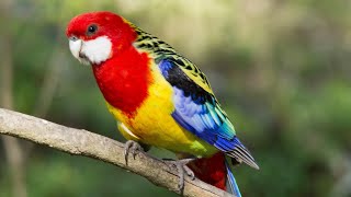 Eastern Rosella  A colorful visitor in my garden [upl. by Retsbew]