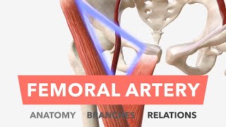 Femoral Artery  Anatomy Branches amp Relations [upl. by Gent18]