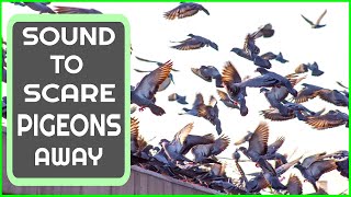 Sound To Scare Pigeons  PIGEON REPELLENT [upl. by Kerianne]