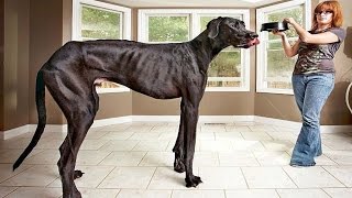 The Worlds Tallest dog  Guinness World Records [upl. by Acinna]