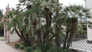 Chamaerops humilis  European Fan Palm Mediterranean Fan Palm [upl. by Ecydnak]