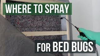 Where to Spray for Bed Bugs Bed Bug Control [upl. by Lyckman]