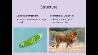 5th Grade Unicellular and Multicellular Organisms [upl. by Brandea361]