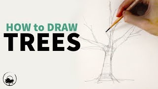 How to Sketch amp Draw Trees  Understanding the Fundamentals [upl. by Melody]