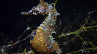 Watch Seahorse Giving Birth [upl. by Aciamaj316]