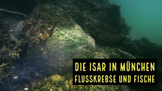 Isar  Die Unterwasserwelt der Fische und Flusskrebse in München [upl. by Htenaj]