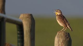 Listen to the Western Meadowlark singing [upl. by Easter]