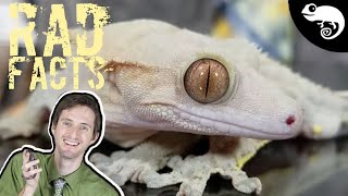 Crested Geckos  22 Stinkin Rad Facts [upl. by Marlow]