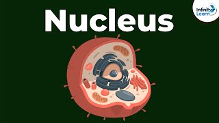 Nucleus  Cell  Infinity Learn [upl. by Donia]