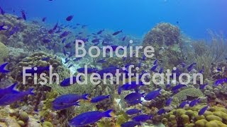 Bonaire Fish Identification [upl. by Nahsrad711]