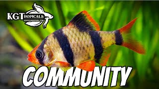 Top 10 Community Fish [upl. by Lorolla]