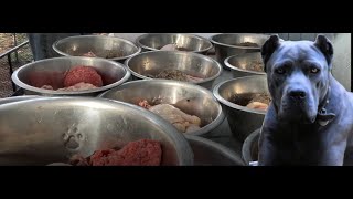 How I Raw Feed 20 Cane Corso Everyday [upl. by Fauman334]