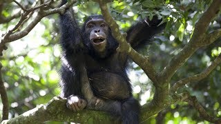 Chimps Team Up to Hunt Monkeys  BBC Earth [upl. by Aniuqahs]