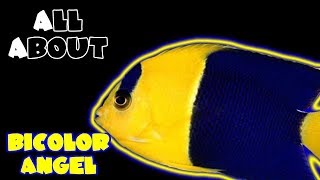 All About The BiColor Angelfish [upl. by Wilek]