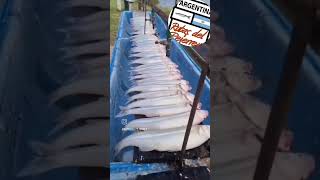 Laguna La Chanchera Córdoba 🇦🇷 Enero 2024 Pesca de Pejerrey 🎣 🚤 [upl. by Nate]