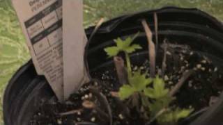 Flower Gardening Tips  How to Grow Delphinium [upl. by Joub]