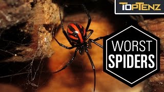 Top 10 Most VENOMOUS SPIDERS in the WORLD [upl. by Atirahc]