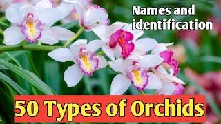 50 Types of Orchids  Names and Identification [upl. by Selig149]