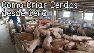 Como Empezar A Criar Cerdos Desde Cero║Paso a Paso║Consejos Básicos [upl. by Bowlds]