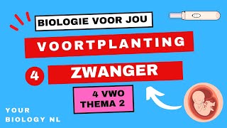 4 vwo  Voortplanting  4  Zwanger [upl. by Ghiselin505]