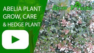 Abelia plant  grow care amp hedge plant [upl. by Dnilazor]