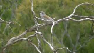 Australian Songbird Grey Shrikethrush [upl. by Rabelais]